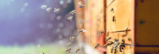 Beekeeping on Your Curriculum
